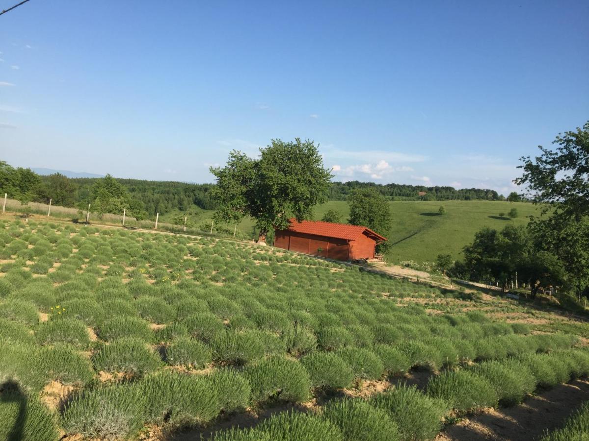 Rose Hip Hill Farm Valea Tirnei Exterior foto